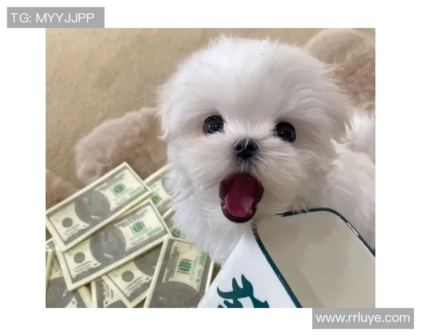 足球明星们宠爱的狗狗名字大揭秘这些萌宠成了球场之外的焦点